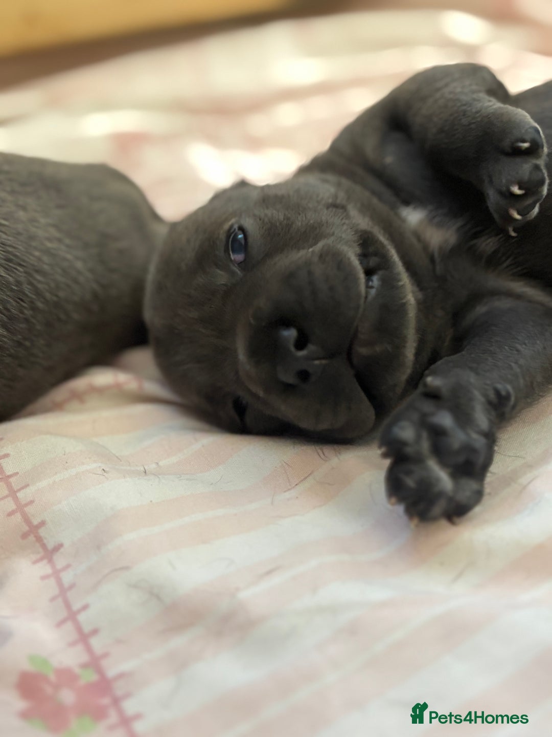 Staffordshire Bull Terrier dogs for sale: KC Registered Blue Staffordshire bull terrier - Image 17