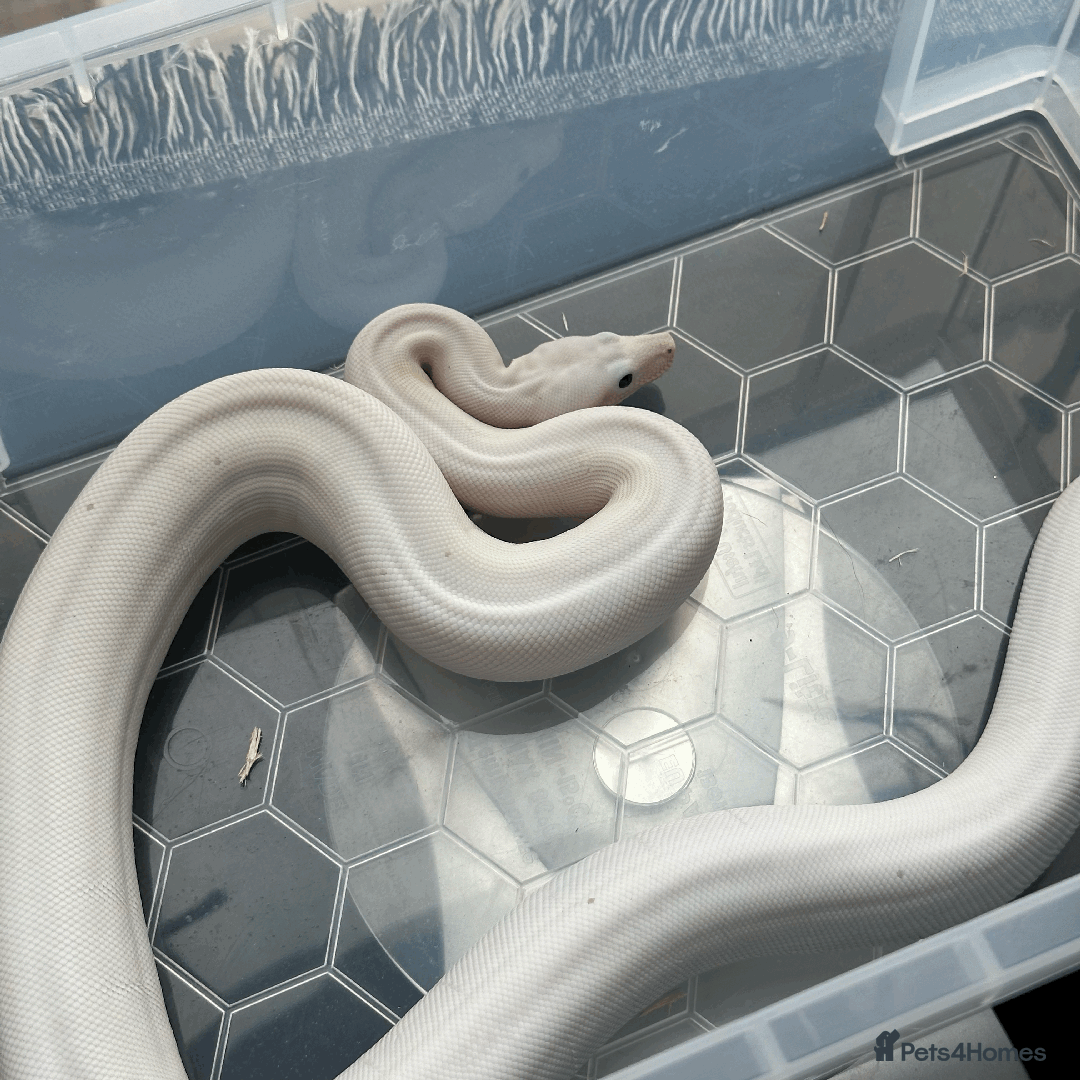 Boa Snake reptiles for sale: Super Fire Boa Constrictor Juvenile Male - Image 5