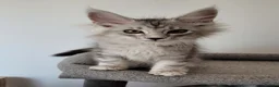 Maine Coon cats for sale: Tica registered maine coon kittens  - Advert 34