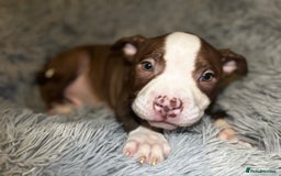 American Bully dogs for sale: perfect puppys - Image 23