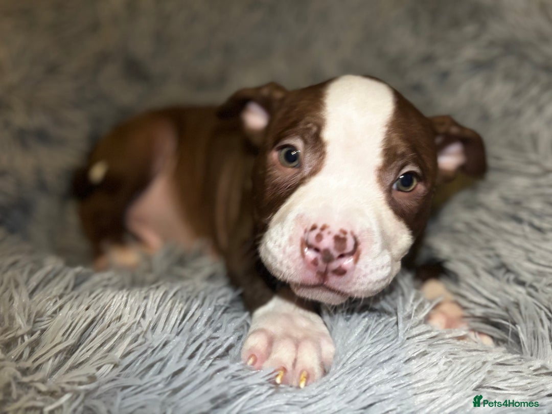 American Bully dogs for sale: perfect puppys - Image 23