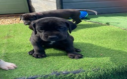 Great Dane dogs for sale: Highest health tested GD pups uk - Image 5