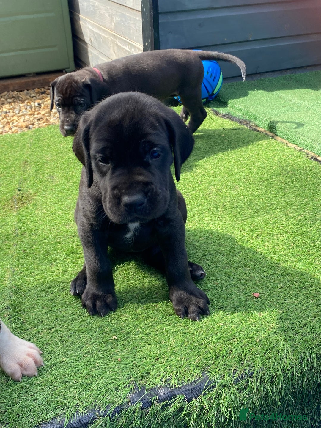 Great Dane dogs for sale: Highest health tested GD pups uk - Image 5
