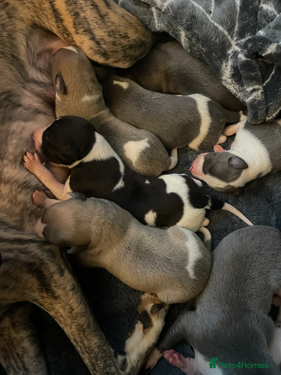 Whippet dogs for sale: 1 Gorgeous KC Reg Whippet Puppy - now reserved - Advert 11