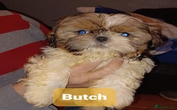 Shih Tzu dogs for stud: Handsome experienced KC registered stud dog in Cullompton - Image 22