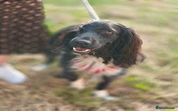 Cocker Spaniel dogs for adoption: 💖🐶 MIKA 🐶💖 - Image 19