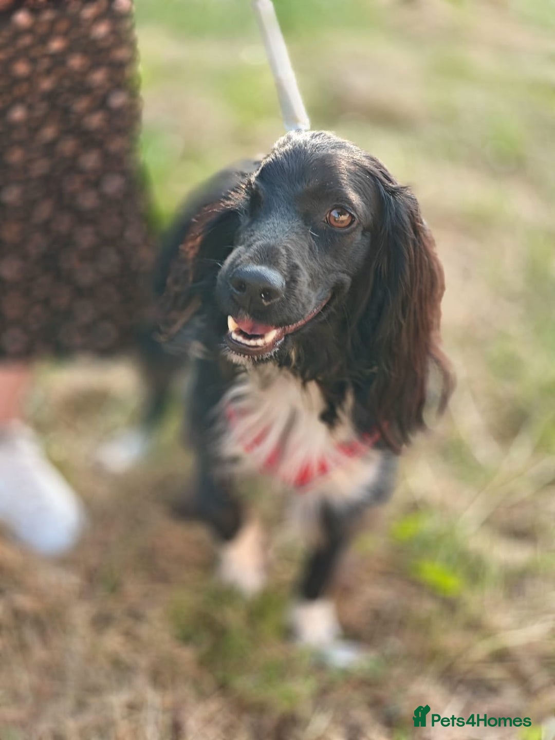Cocker Spaniel dogs for adoption: 💖🐶 MIKA 🐶💖 - Image 19