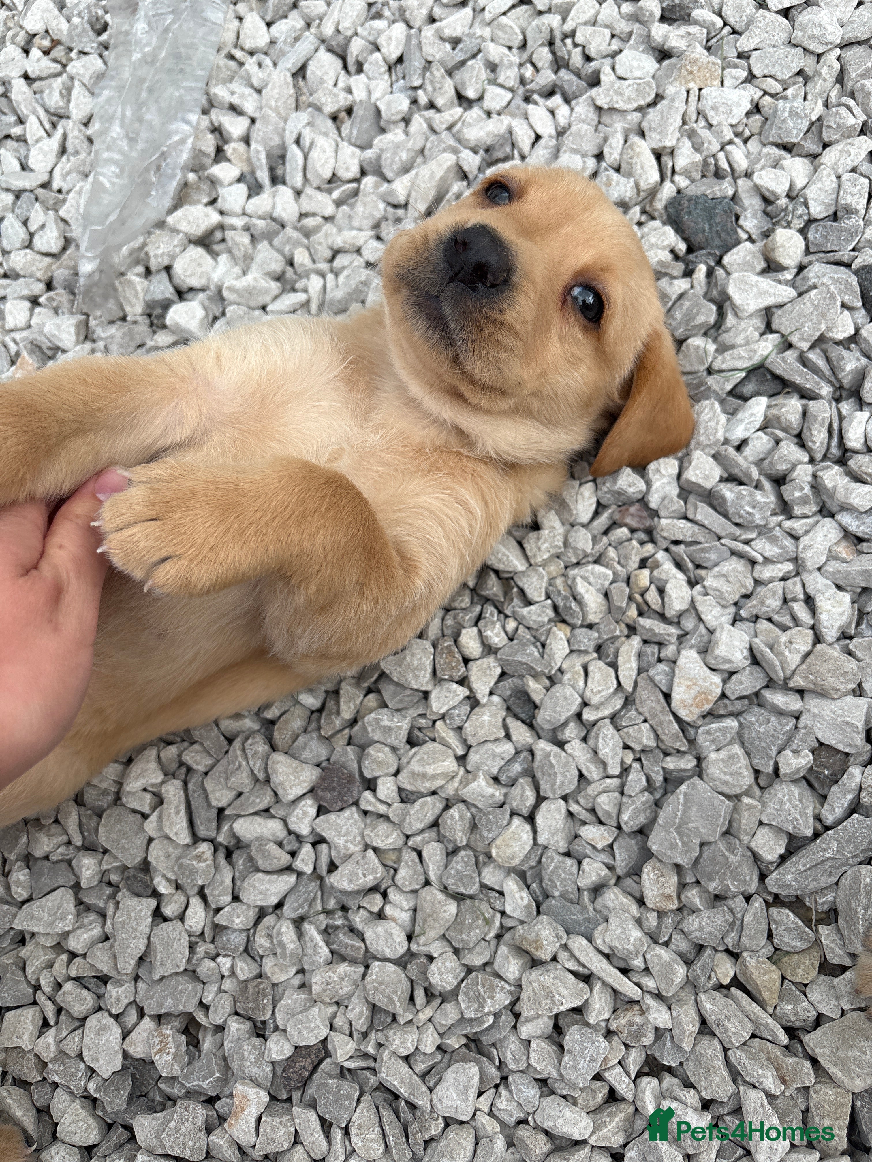 Labrador Retriever dogs 8 Labrador puppy’s for sale  - Advert 2