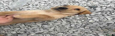 Labrador Retriever 8