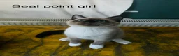 Mixed Breed cats for sale: Siamese x Ragdoll Kittens Looking for Loving Homes - Advert 5