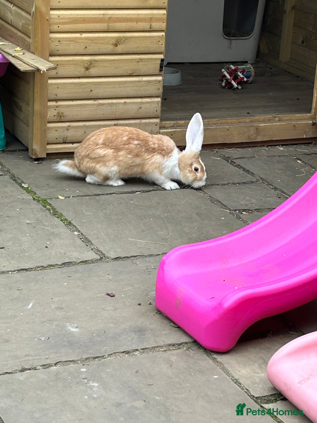 Continental Giant rabbits for sale: Mum and daughter continental giant  - Image 5