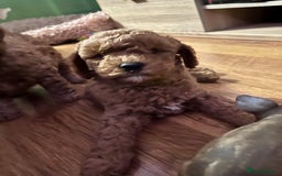 Cavapoo dogs for sale: Playful, affectionate, red Cavapoo puppies  - Image 34