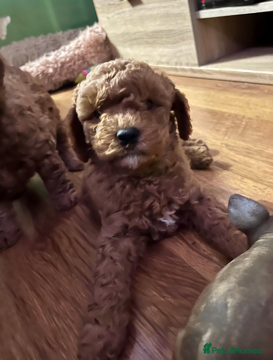 Cavapoo dogs for sale: Playful, affectionate, red Cavapoo puppies  - Image 34