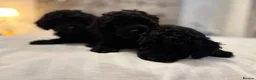 Bordoodle dogs for sale: Miniature Bordoodle Puppies F1BBB in South Shields - Advert 16