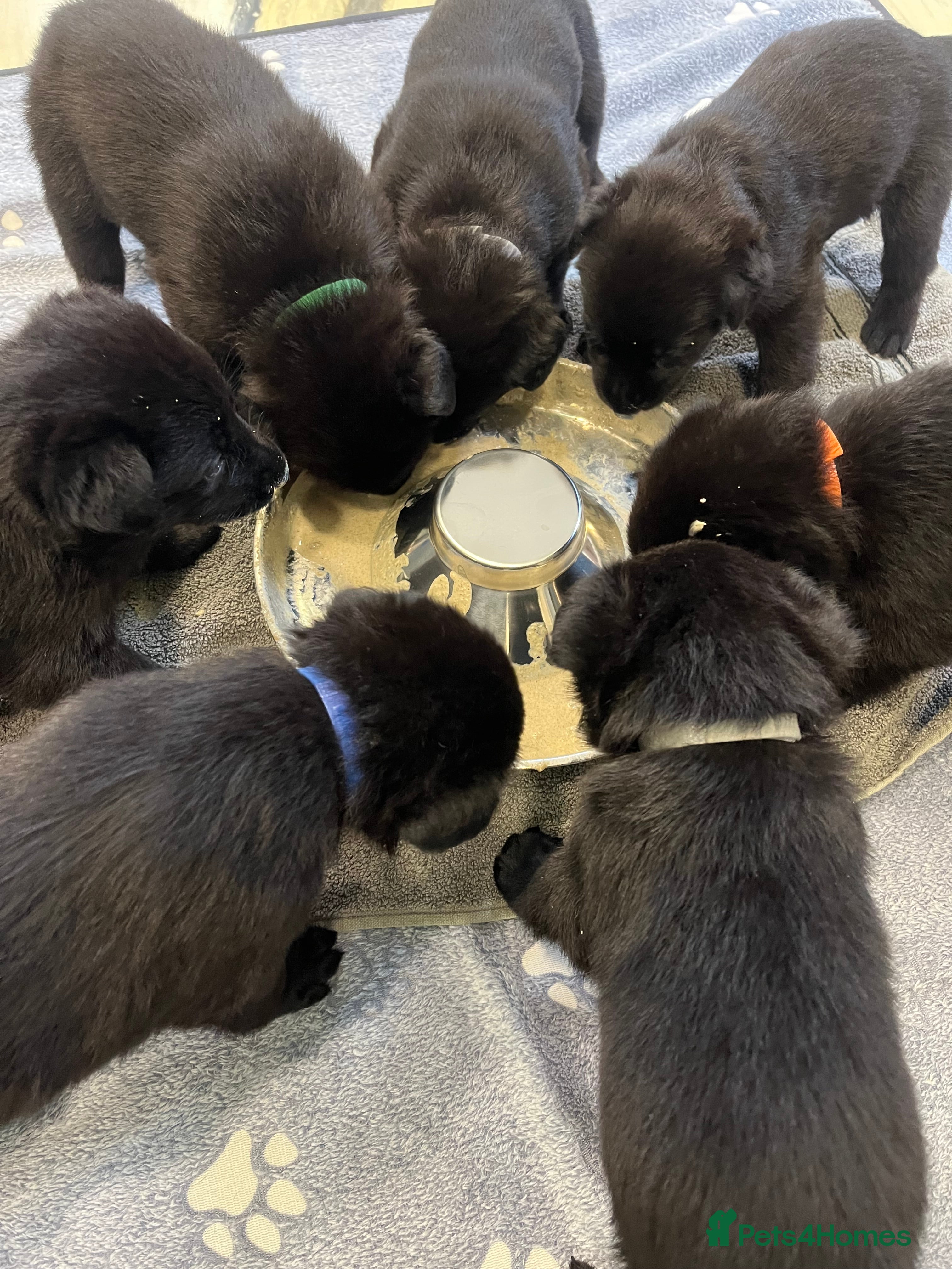 German Shepherd dogs Solid black German Shepard for sale  - Advert 4