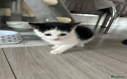 Domestic Shorthair cats for sale: Kitten - Image 4