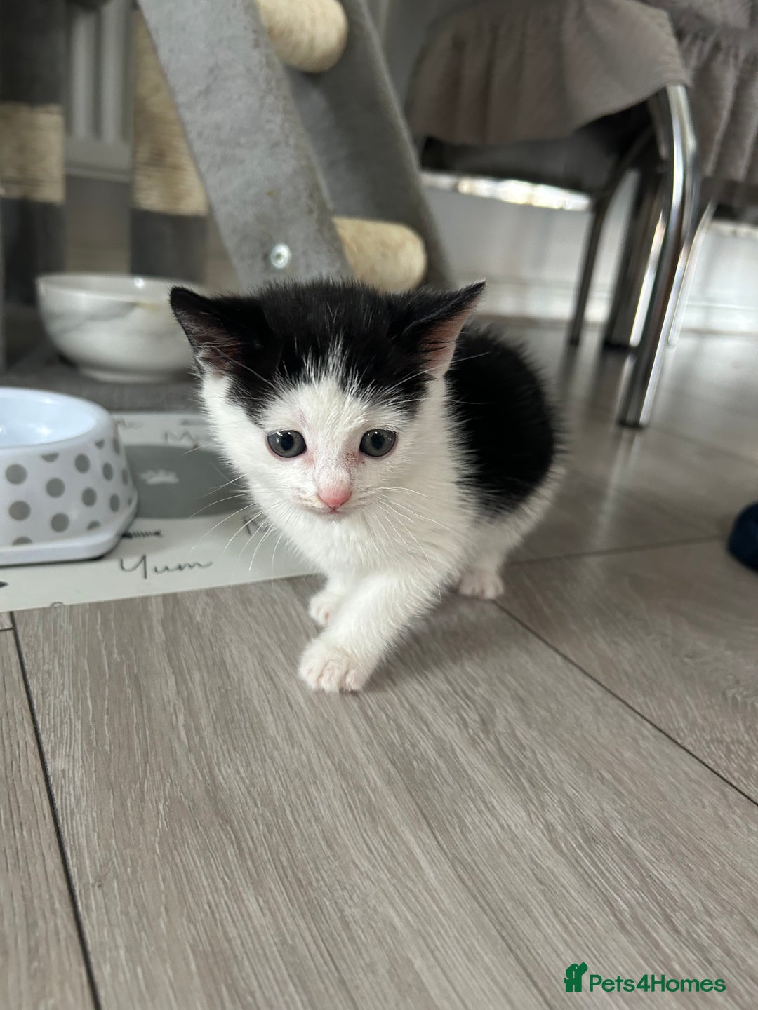 Domestic Shorthair cats for sale: Kitten - Image 4