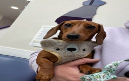 Miniature Dachshund dogs for sale: Young Female Red Miniature Dachshund  - Image 2