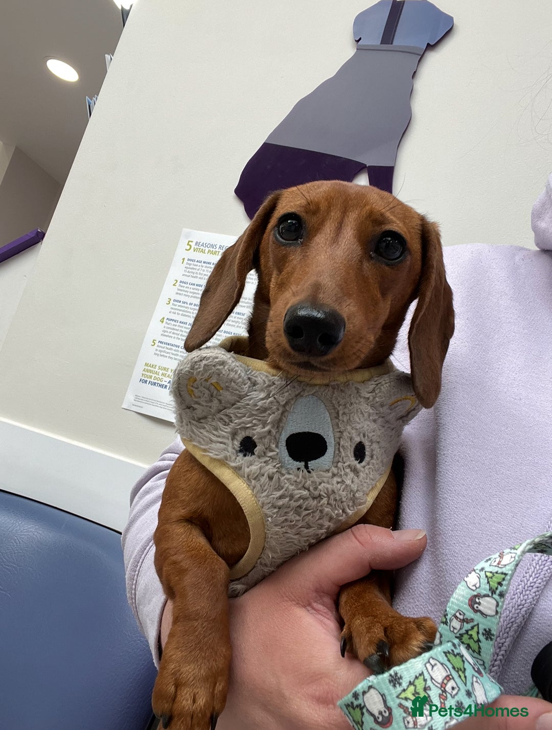Miniature Dachshund dogs for sale: Young Female Red Miniature Dachshund  - Image 2