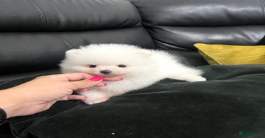 Pomeranian dogs - Advert 14