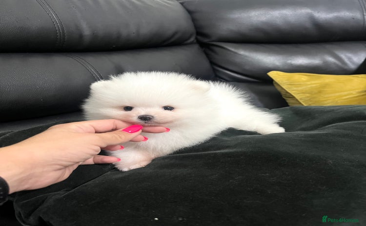 Pomeranian dogs - Advert 11