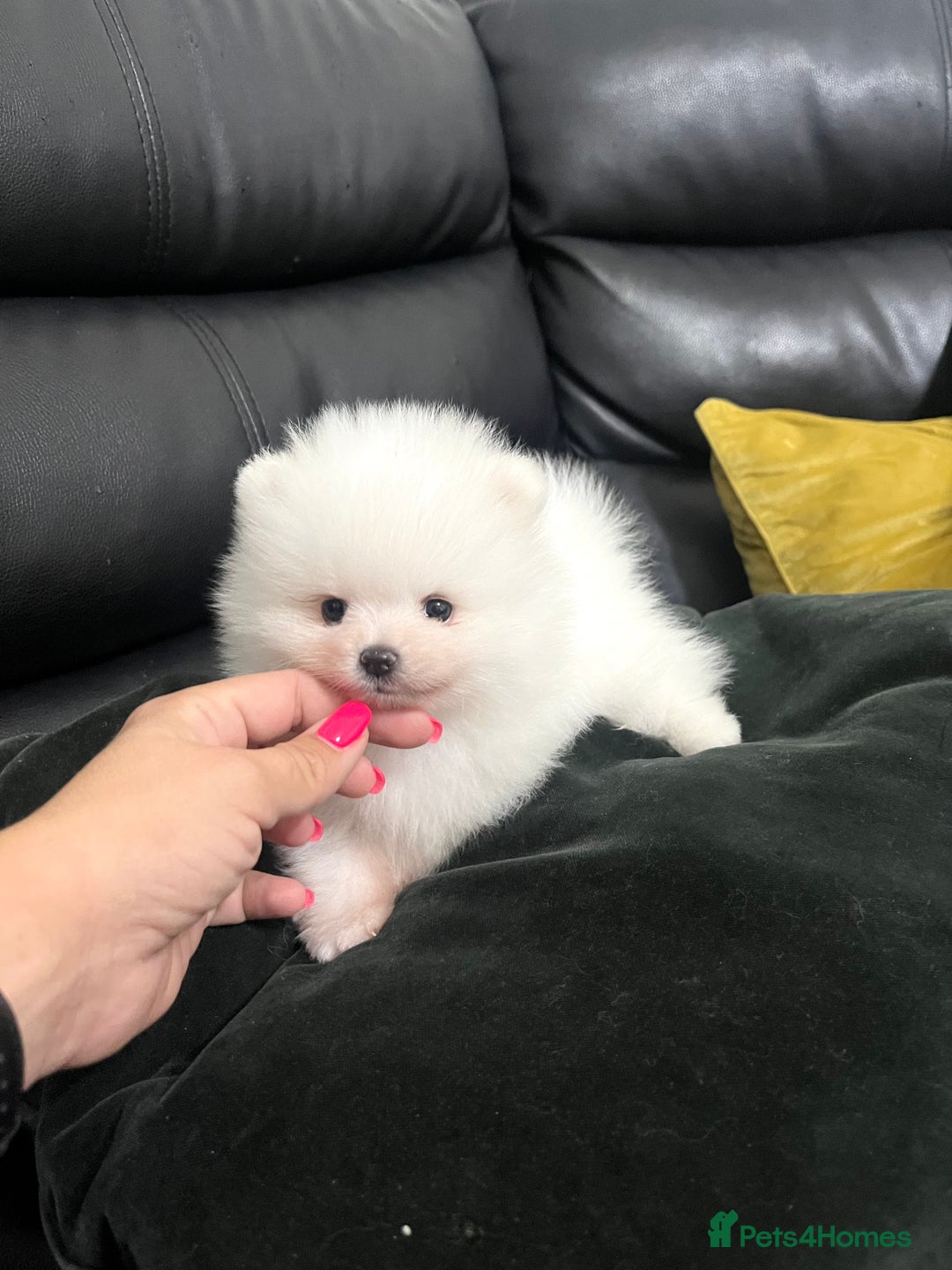Pomeranian dogs for sale: Top Quality 🐼 Championship Lines - Image 2