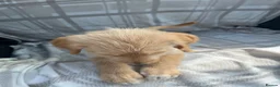 Labradoodle dogs for sale: Labradoodle puppys - Advert 4
