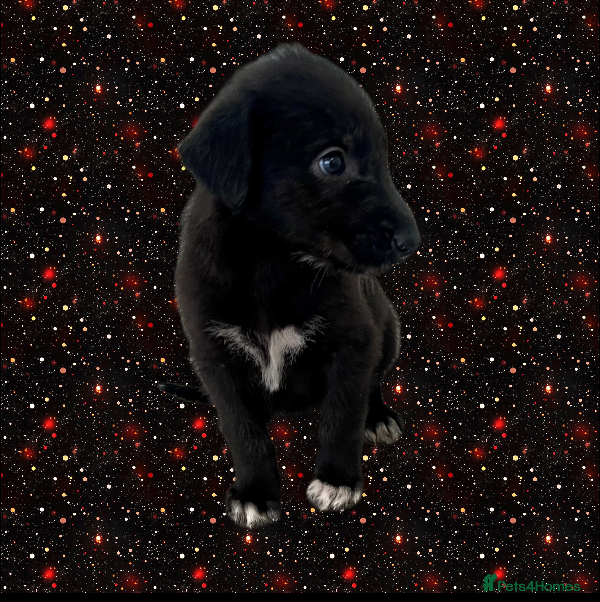 Mixed Breed dogs WOLFADOODLE F1B REVERSE. IRISH WOLFHOUND X  - Advert 10