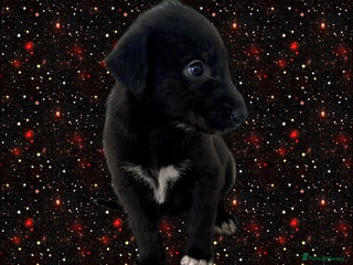 Mixed Breed dogs WOLFADOODLE F1B REVERSE. IRISH WOLFHOUND X - Advert 2