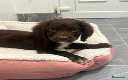 Cocker Spaniel dogs for sale: cocker spaniel  - Image 4