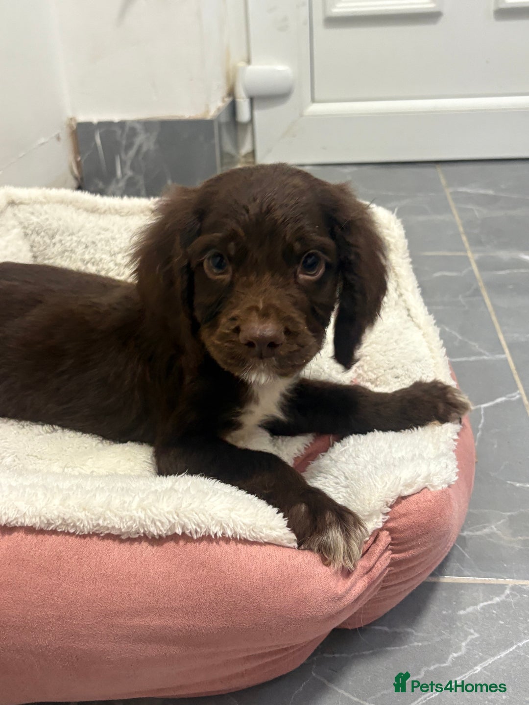 Cocker Spaniel dogs for sale: cocker spaniel  - Image 4