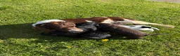 Sprocker dogs for sale: Sprocker puppies Cocker Spaniel X Springer Spaniel - Advert 13