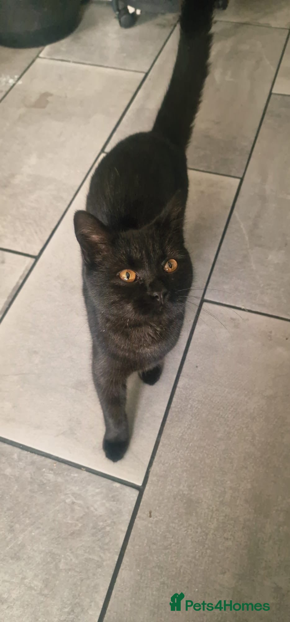 Mixed Breed cats Kitten  - Advert 4