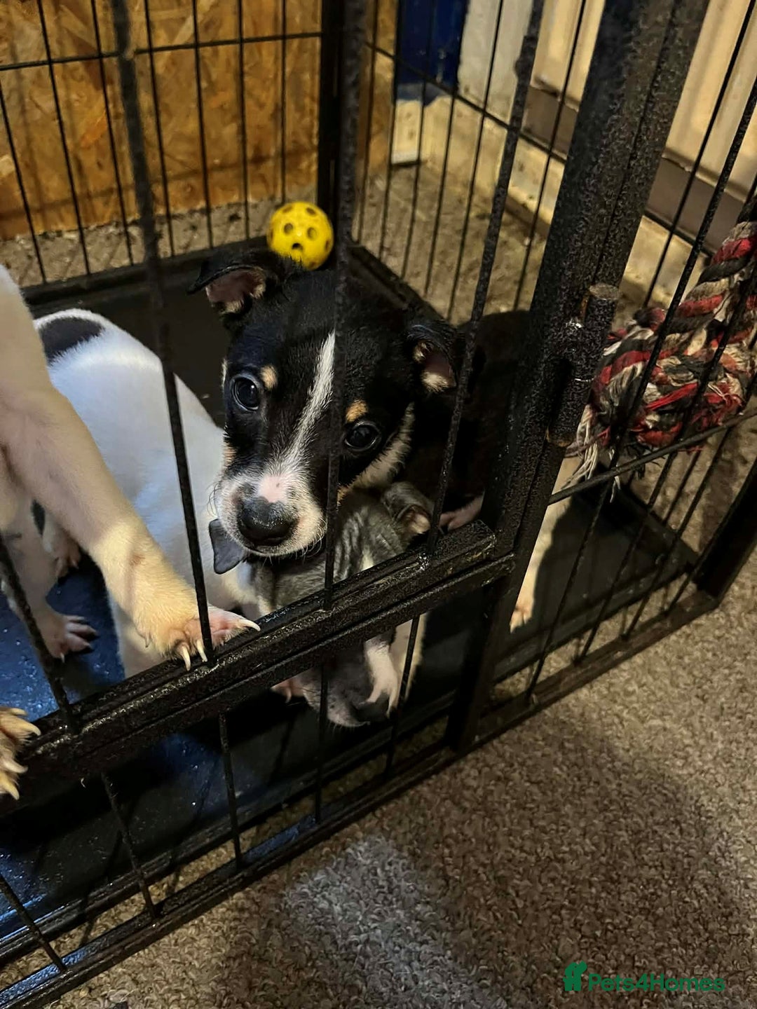 Jack Russell dogs for sale: four adorable jack russel puppies - Advert 8