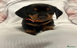 Miniature Dachshund dogs for sale: Beautiful Miniature dachshund puppies - Image 10