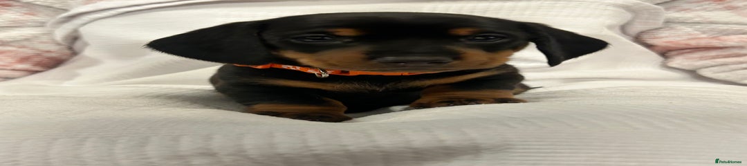 Orange collar 