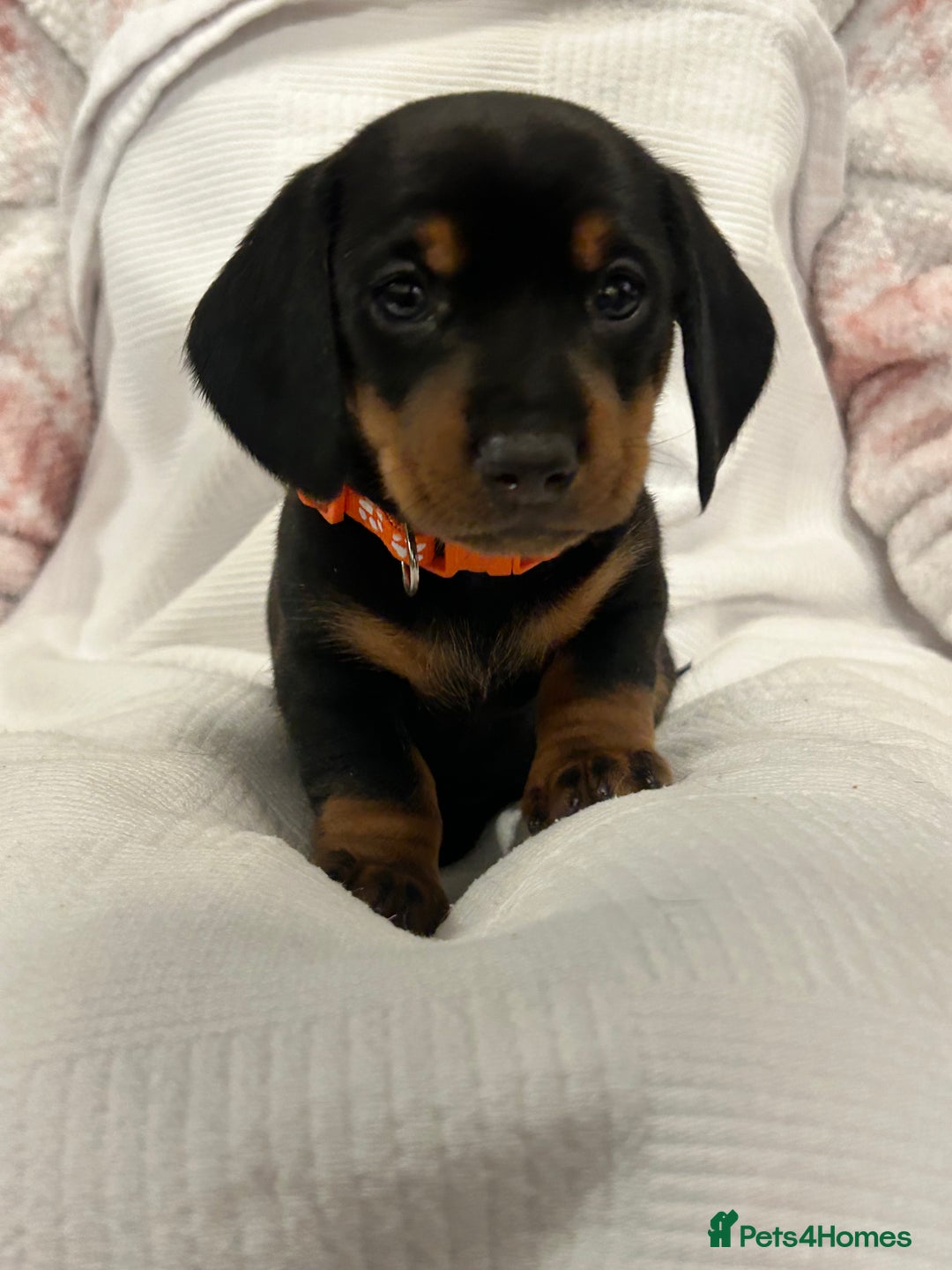Miniature Dachshund dogs for sale: Beautiful Miniature dachshund puppies - Image 10