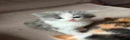 Domestic Shorthair cats for sale: 3 kittens for sale - Advert 6