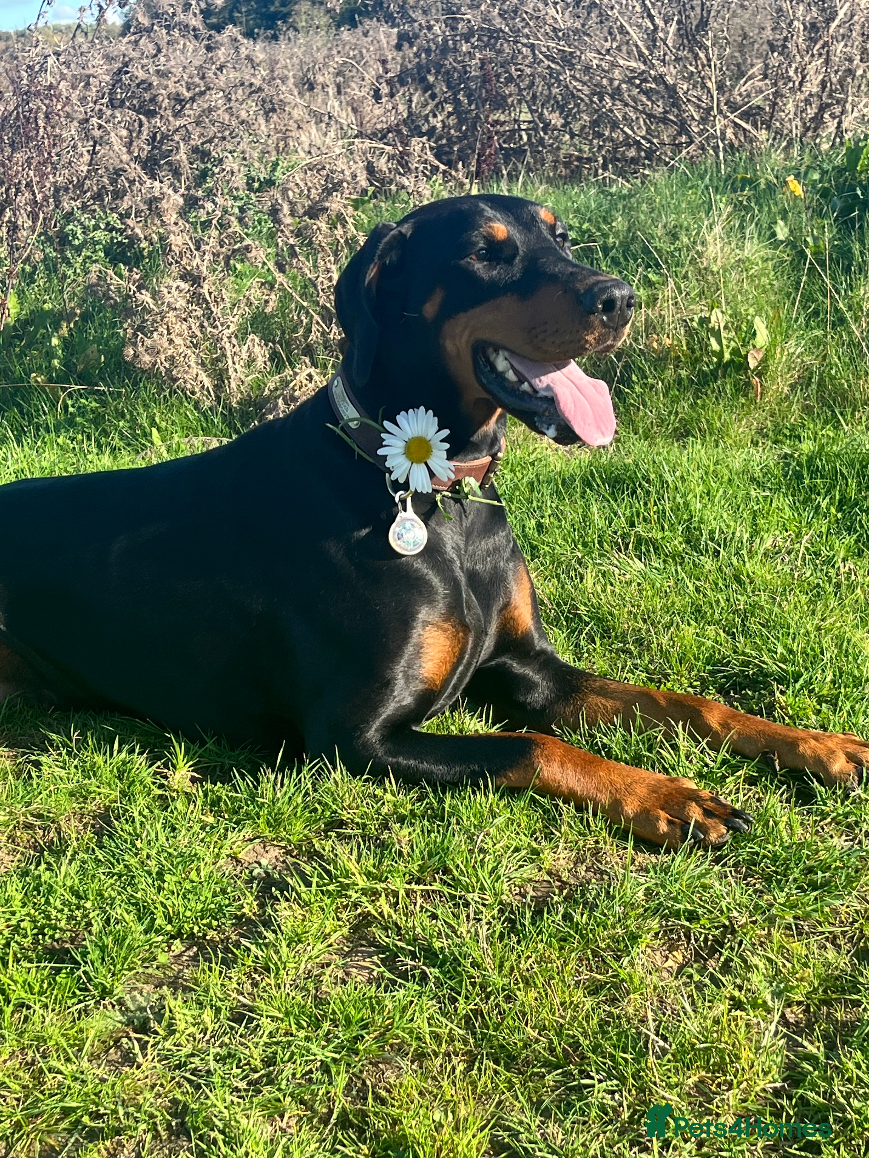 Dobermann dogs Beautiful Doberman in Leighton Buzzard - Advert 16