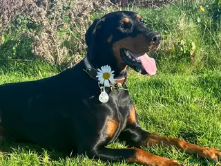 Dobermann dogs Beautiful Doberman in Leighton Buzzard - Advert 16