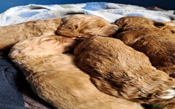 Cockapoo dogs for sale: Beautiful F1 Cockapoo puppies - Image 14