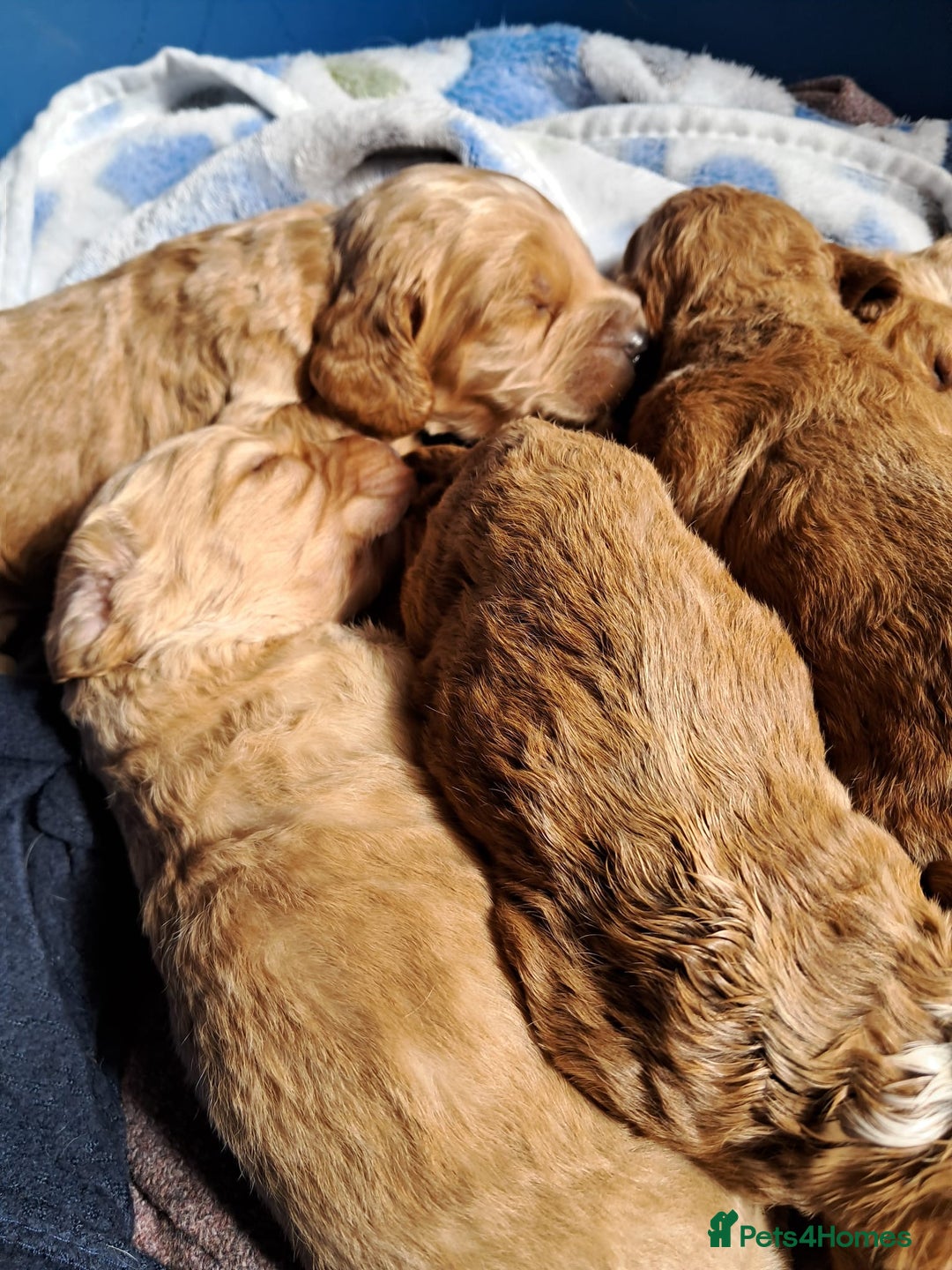 Cockapoo dogs for sale: Beautiful F1 Cockapoo puppies - Image 14