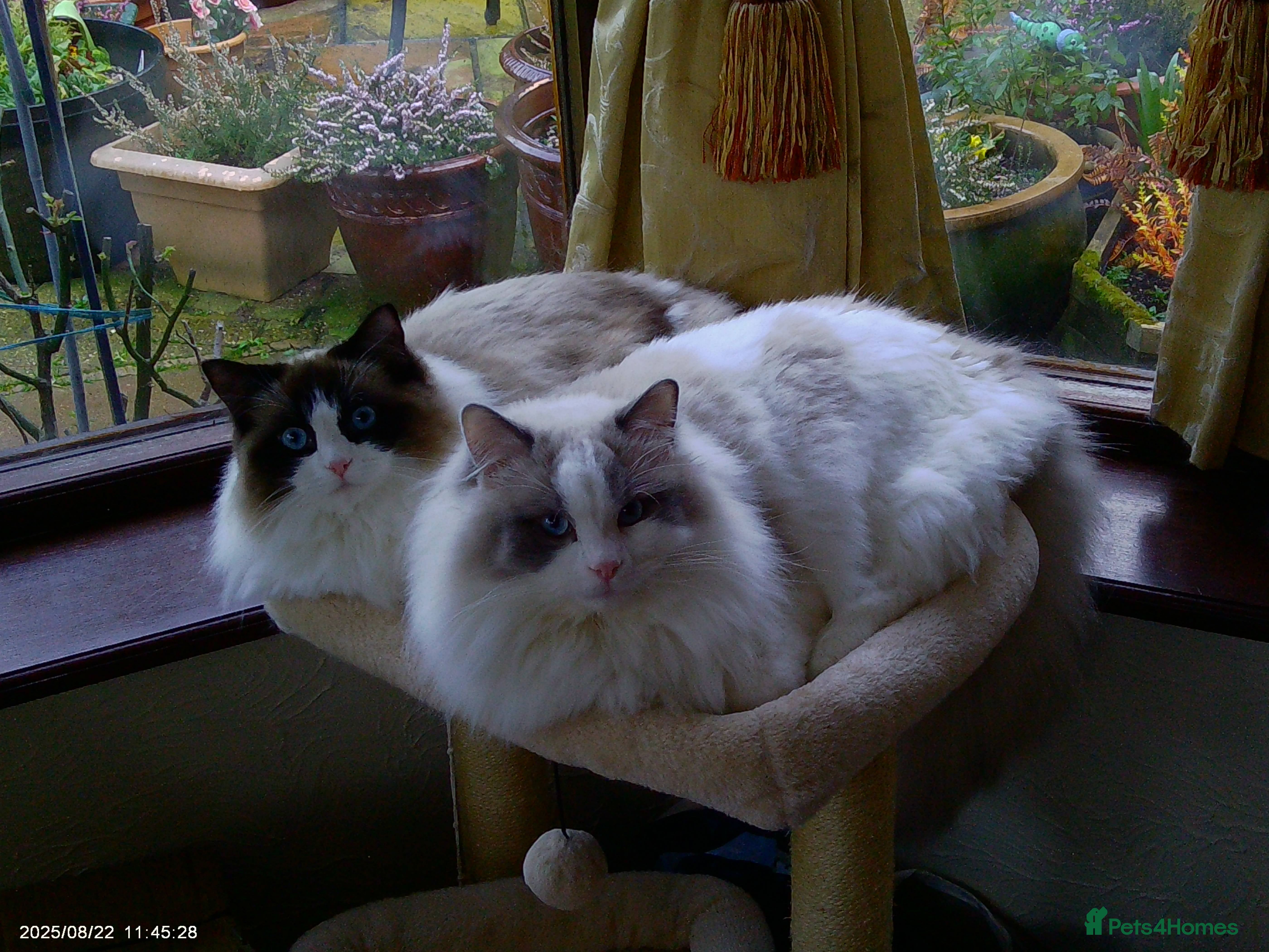 Ragdoll cats 2 Beautiful Ragdolls in need of rehoming - Advert 1