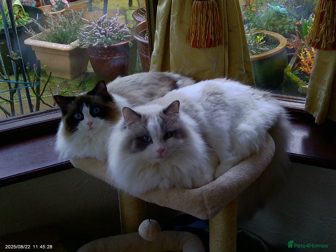 Ragdoll cats for sale: 2 Beautiful Ragdolls in need of rehoming - Advert 1