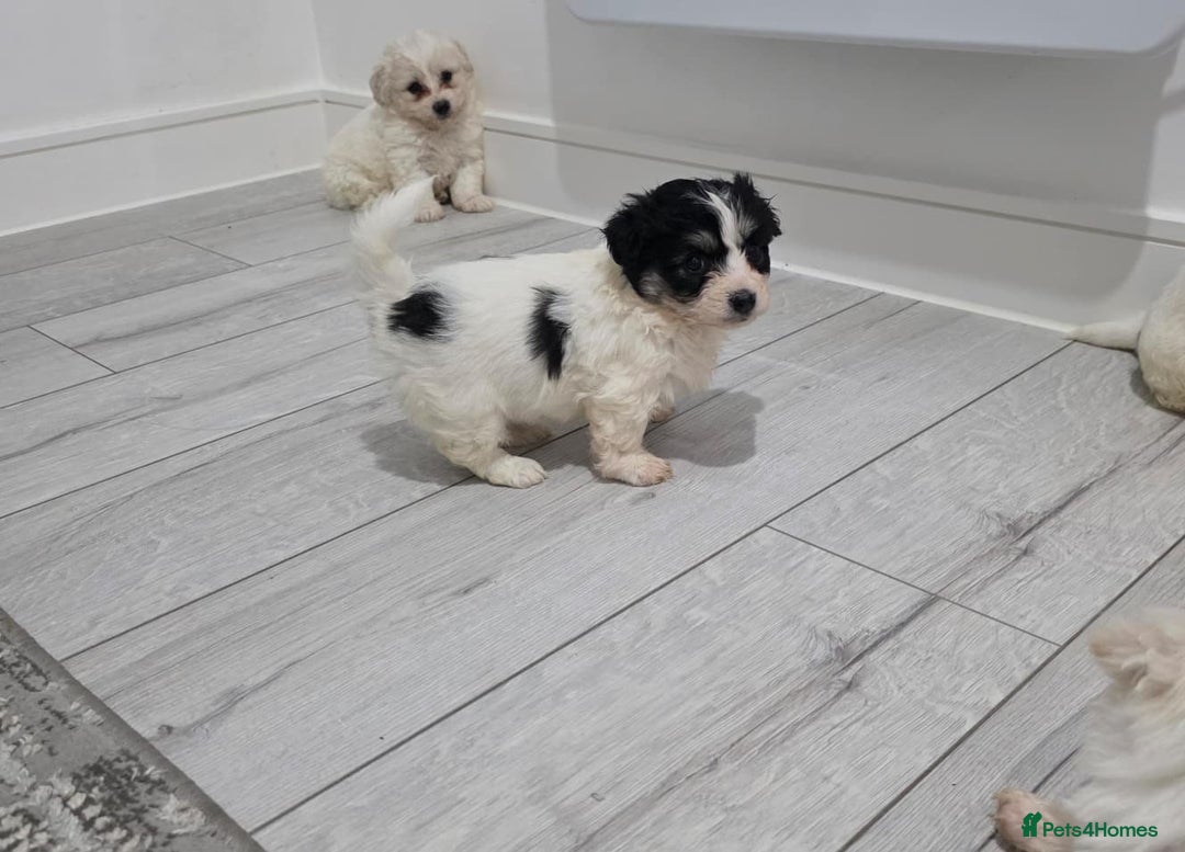 Cavachon dogs for sale: Cavachon puppies  - Image 11