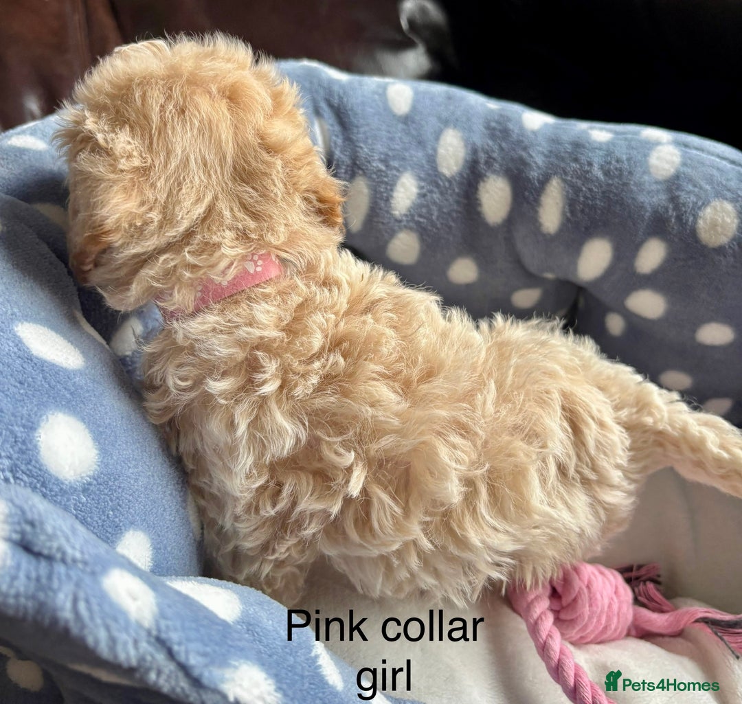 Cavachon dogs for sale: Super friendly, Litter trained Cavapoochon’s - Image 18