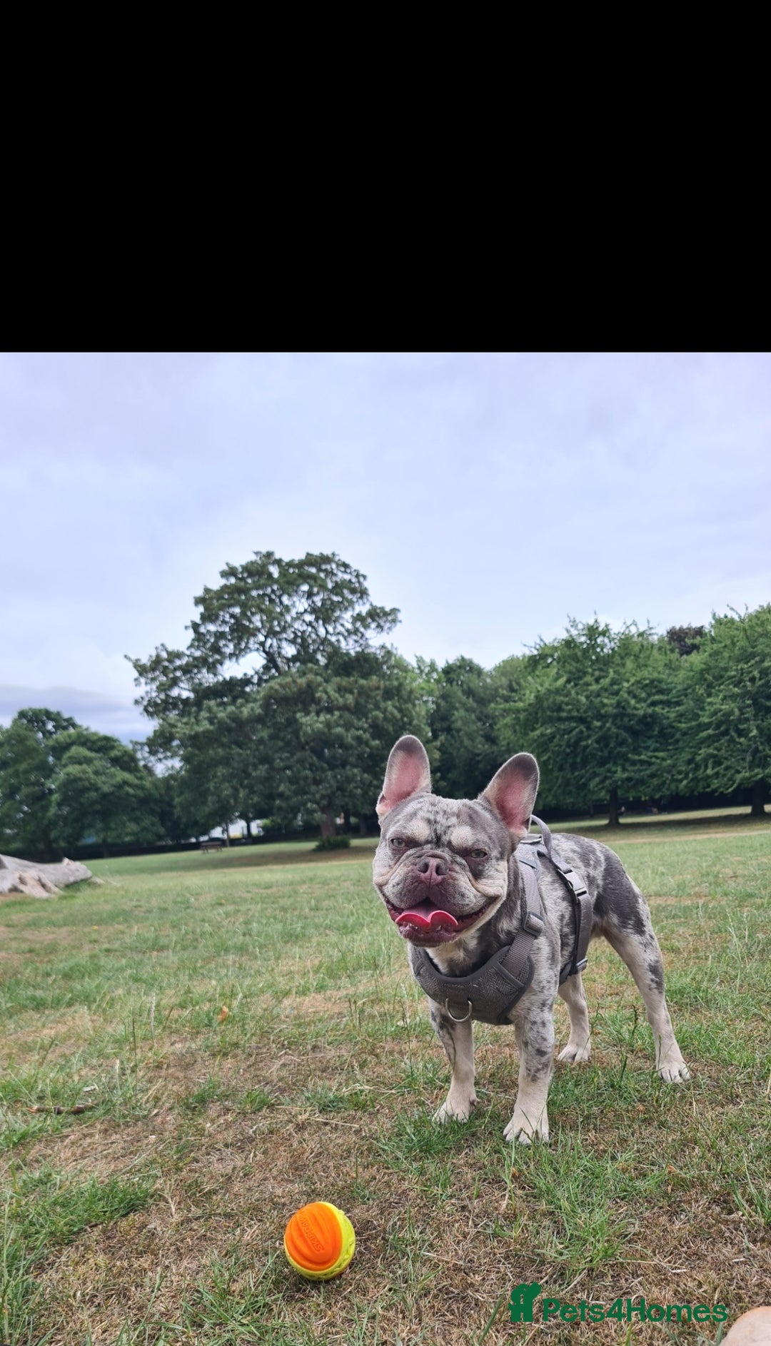French Bulldog dogs for stud: Lilac merle for stud - Advert 2