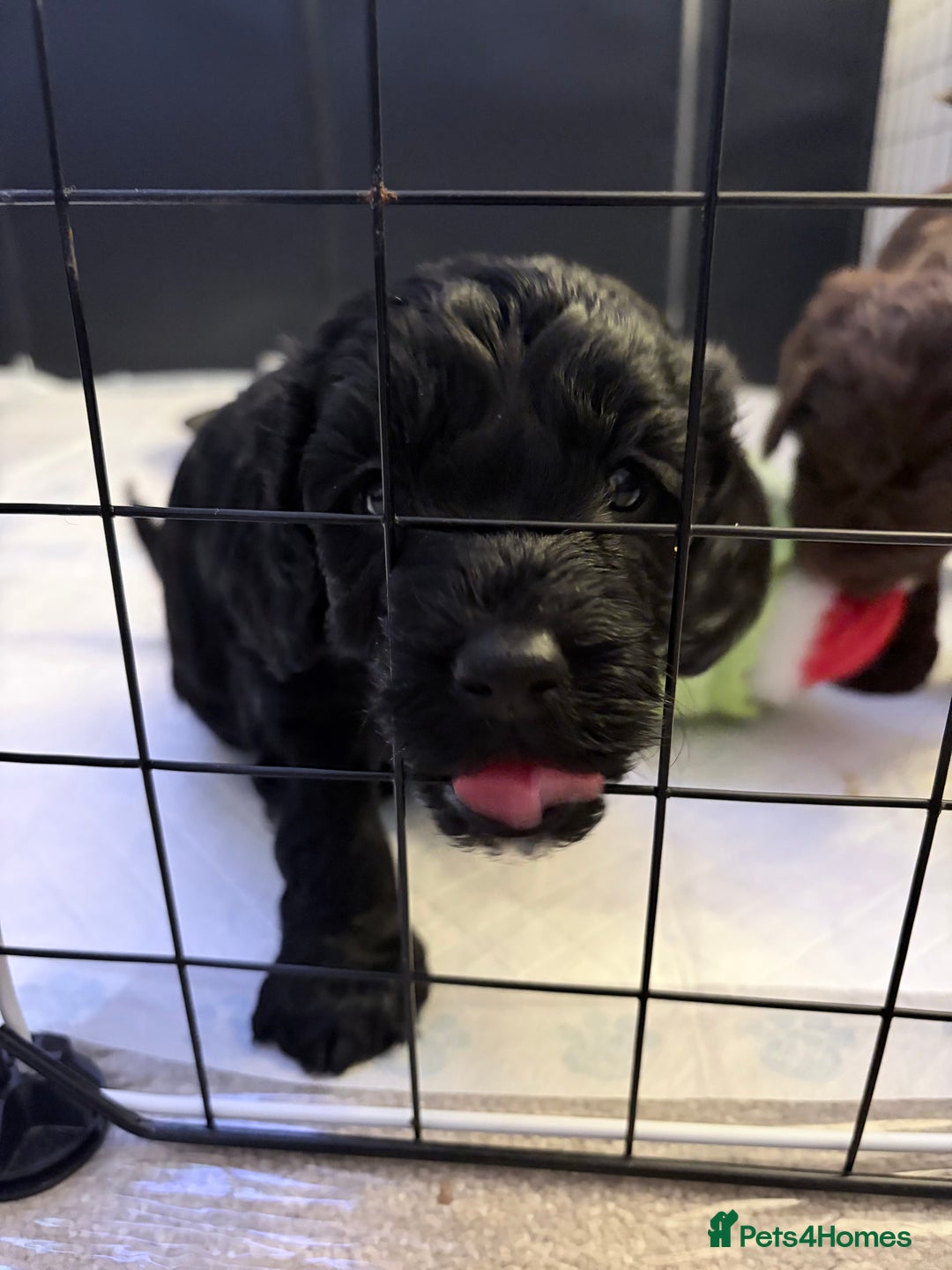 Cockapoo dogs for sale: F1B black cockapoo - Ready for home 25th December  - Advert 2