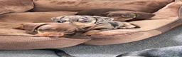 Dachshund dogs for sale: 4 Gorgeous Dachshund puppies for sale in Northwood - Advert 5