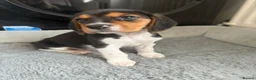 Beagle dogs for sale: Beagle puppies  - Advert 9